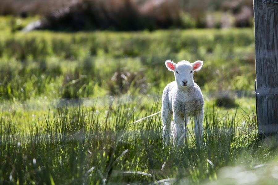 sheep